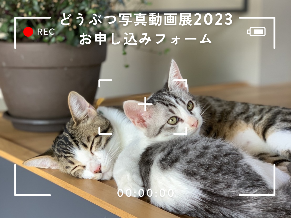 どうぶつ写真動画展2023 申込フォーム