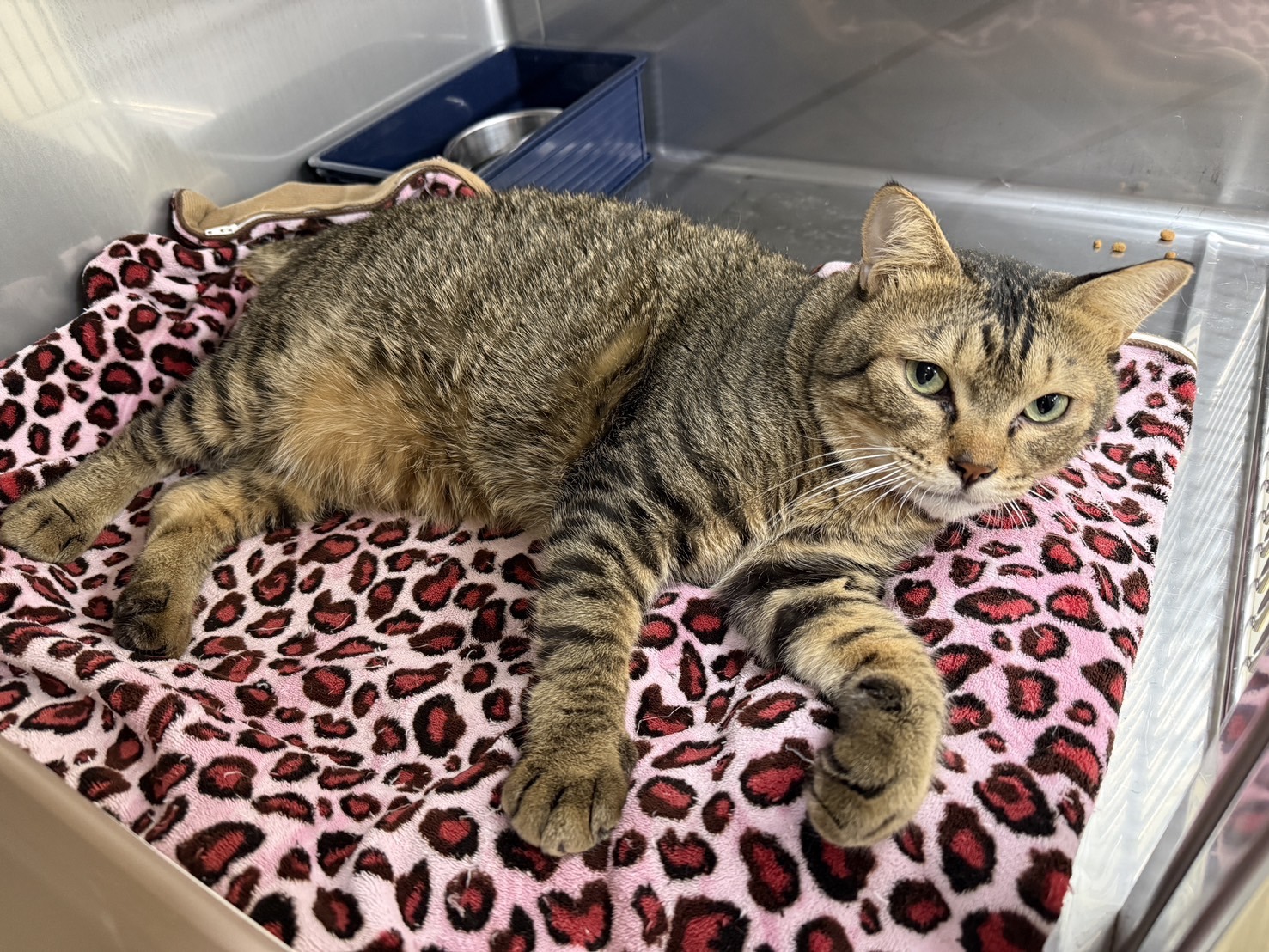 HC22218（けんちゃん）★