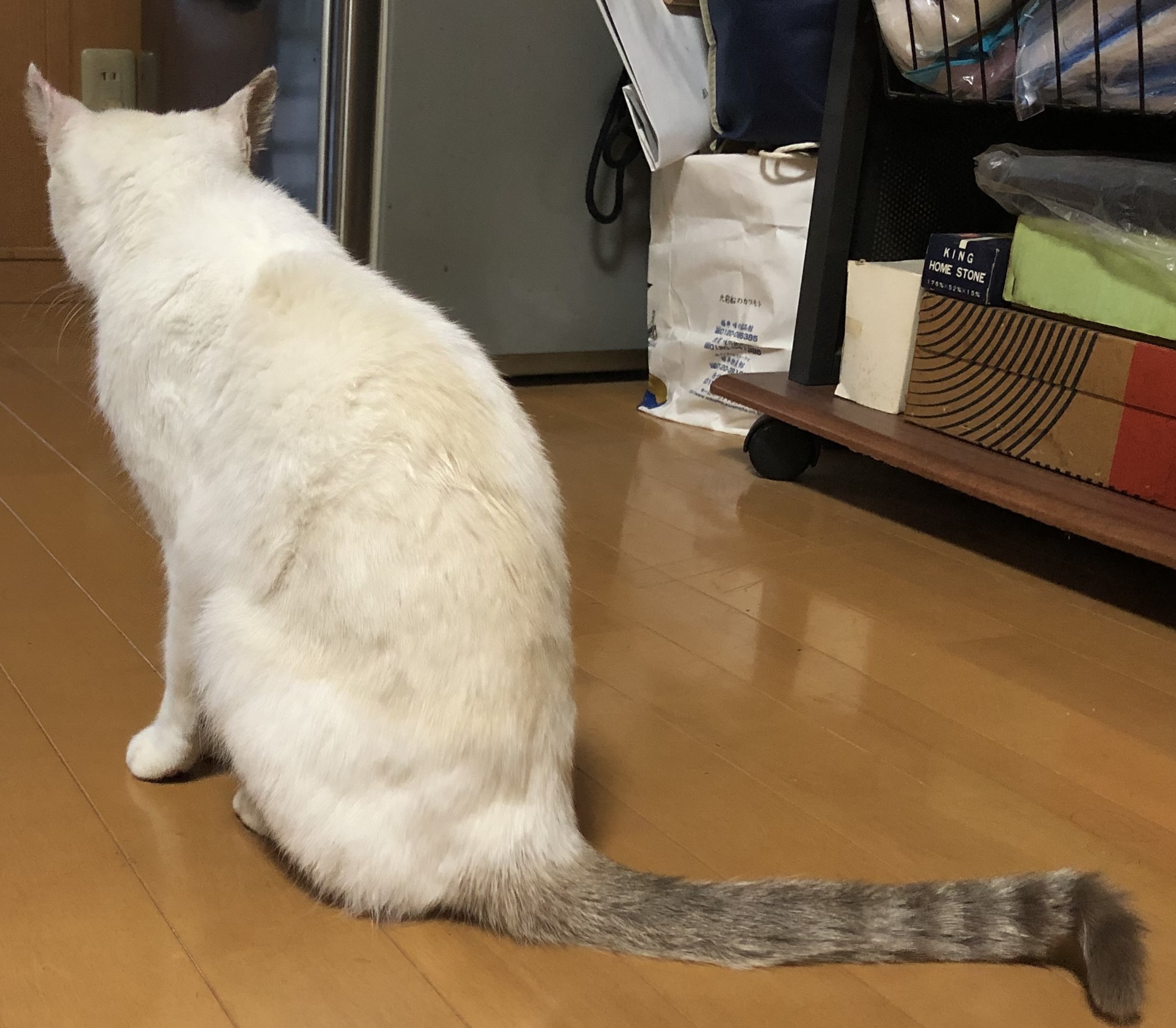 迷い猫を保護しています（敦賀市）No.5R-10-16