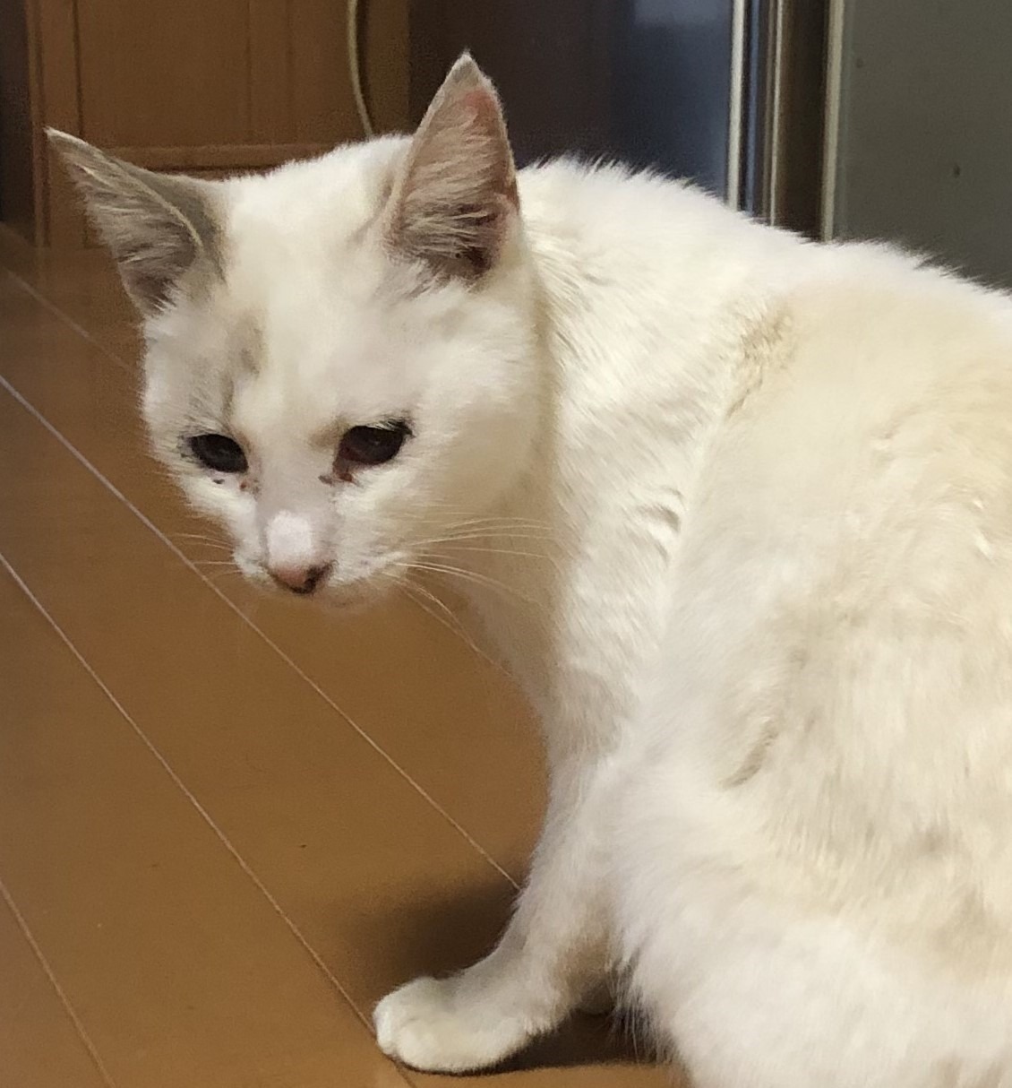 迷い猫を保護しています（敦賀市）No.5R-10-16