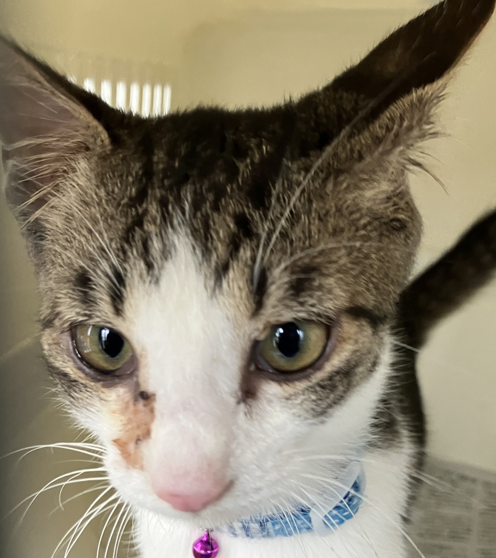 HC23409　首輪のついた猫を保護しています！（越前市）