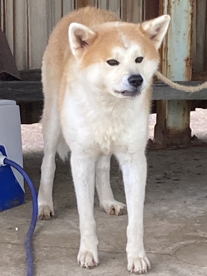 SD23342　犬を保護しています！（高浜町）