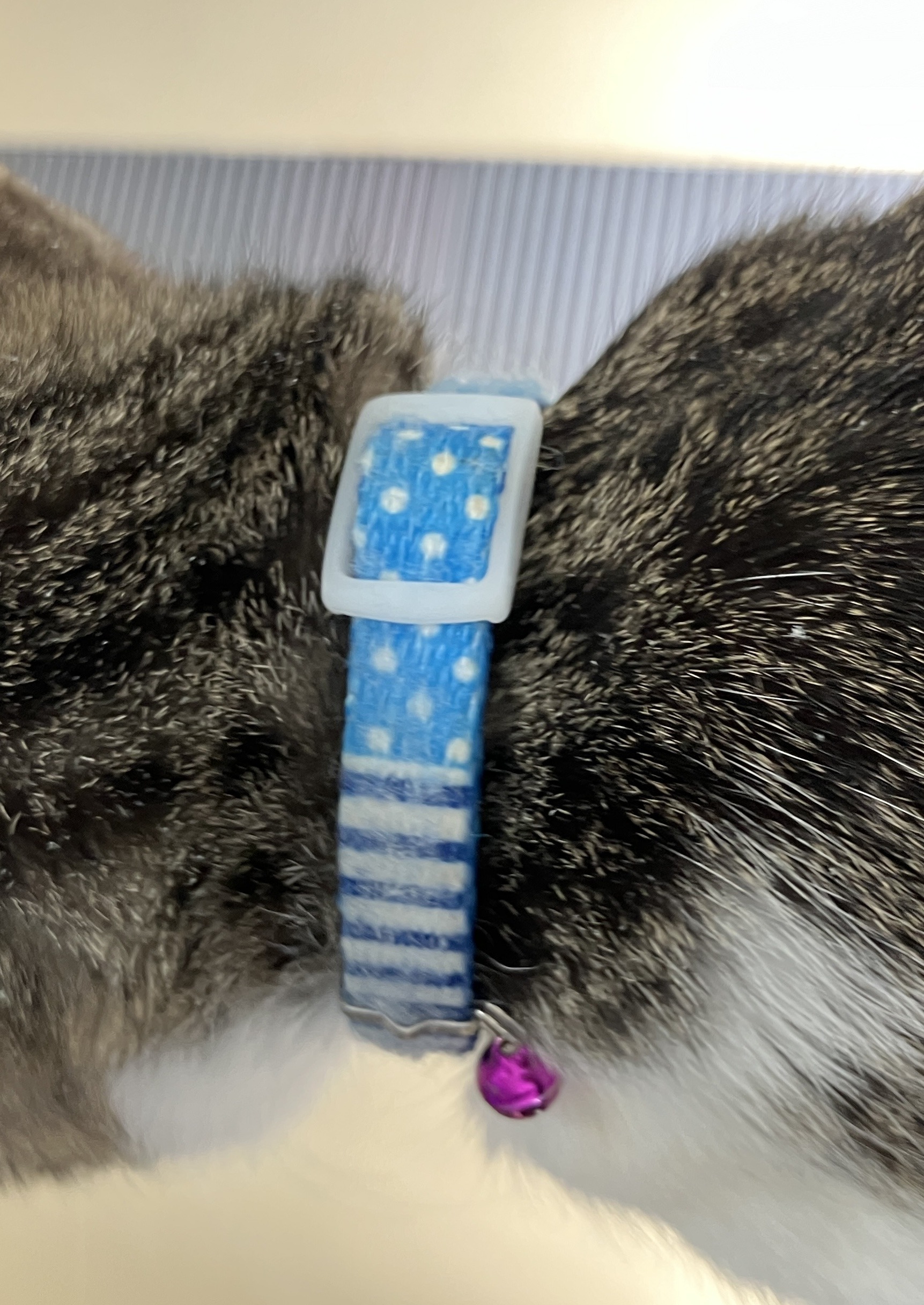 HC23409　首輪のついた猫を保護しています！（越前市）