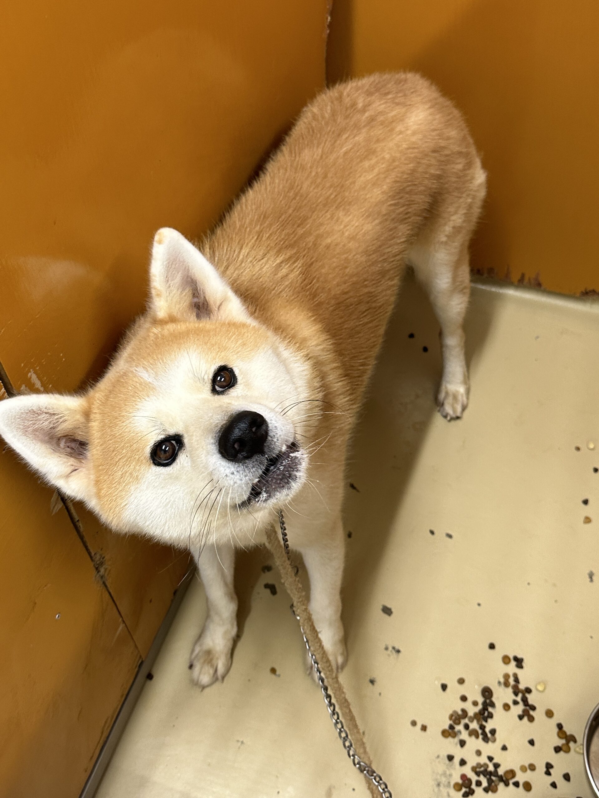 SD23342　犬を保護しています！（高浜町）