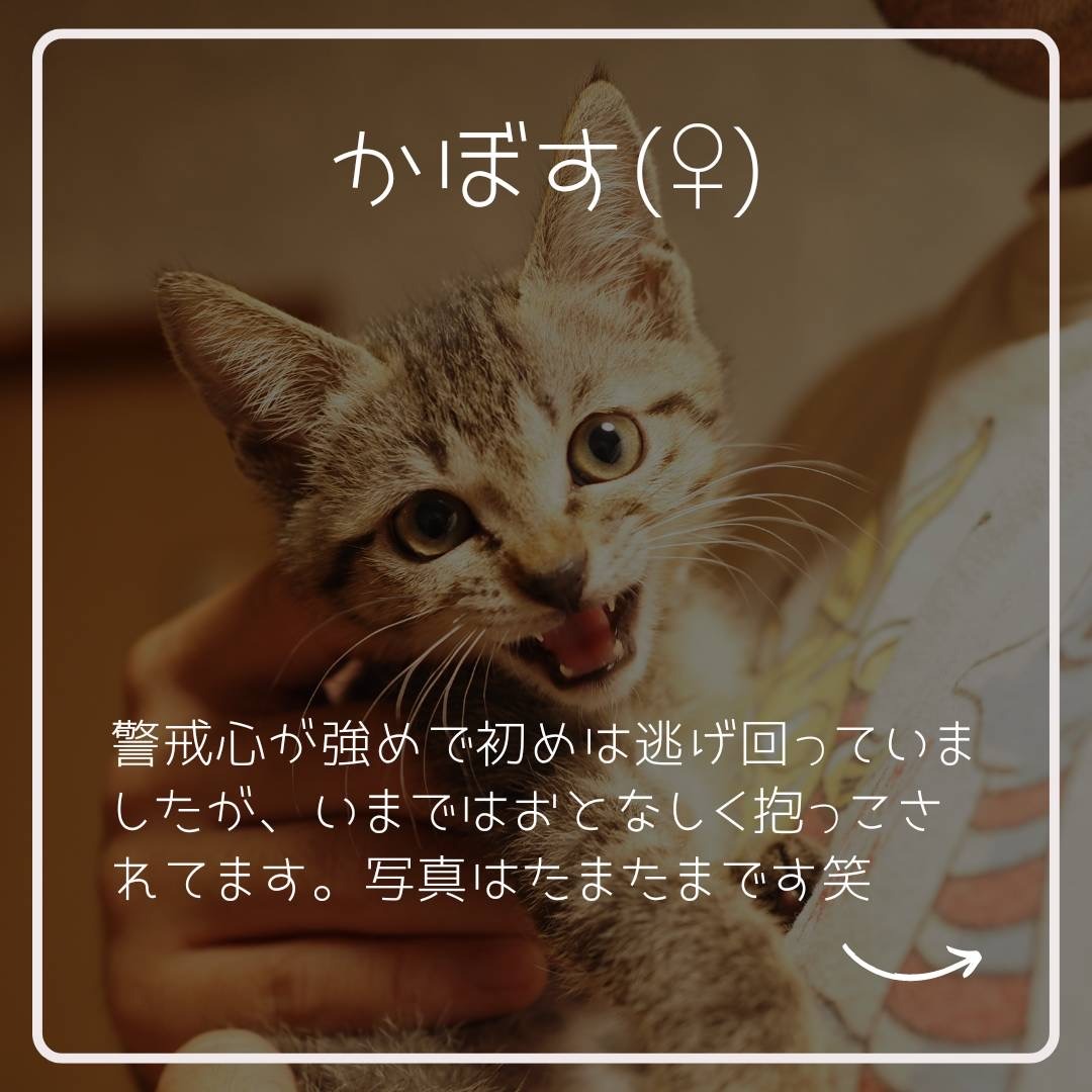 FC23373～23375（かぼす・ゆず・みかん）
