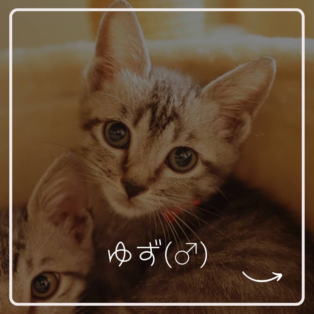 FC23373～23375（かぼす・ゆず・みかん）