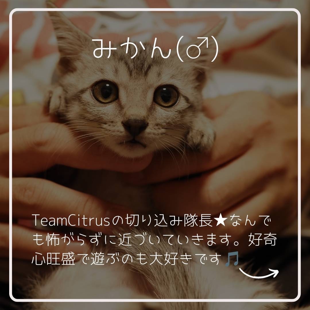FC23373～23375（かぼす・ゆず・みかん）