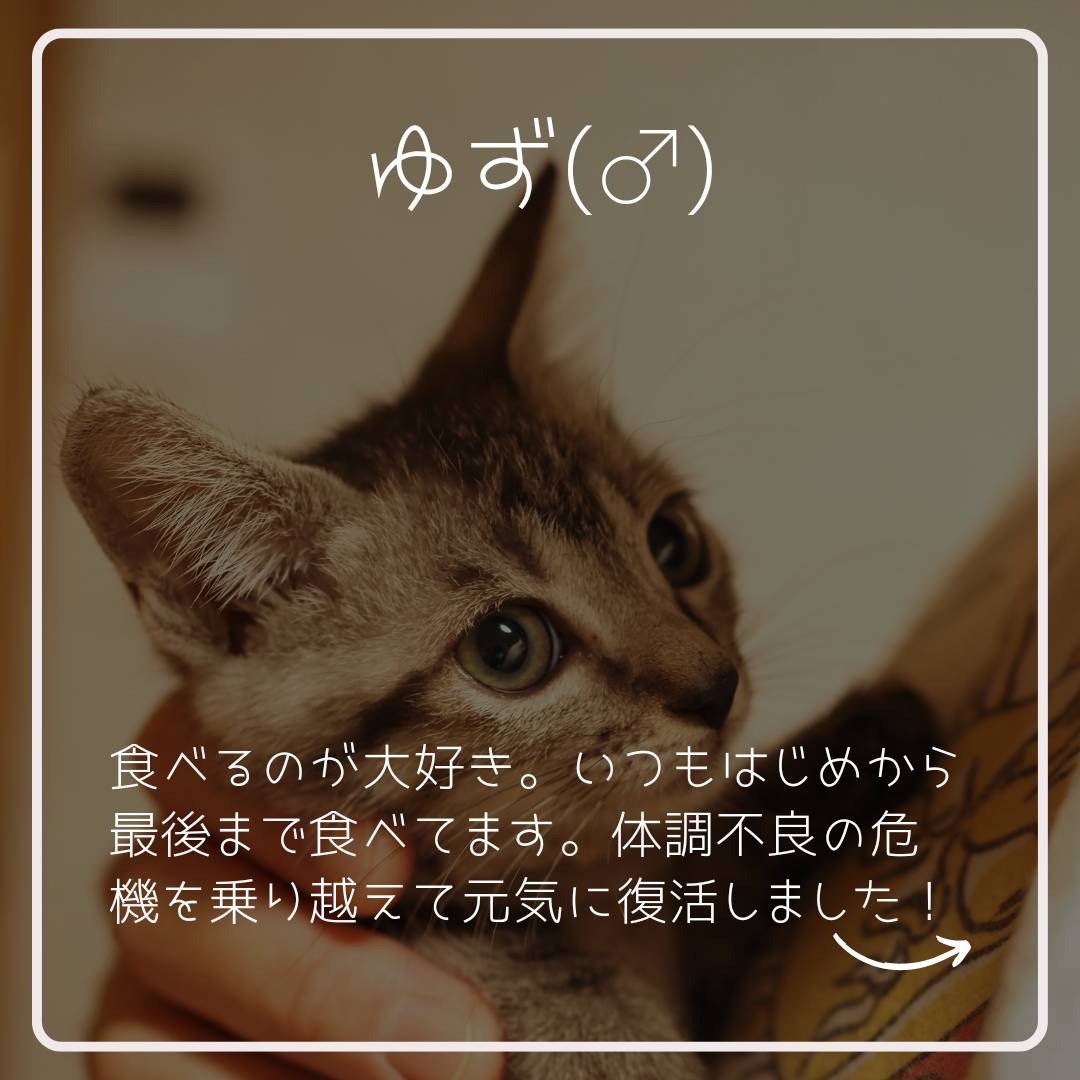 FC23373～23375（かぼす・ゆず・みかん）