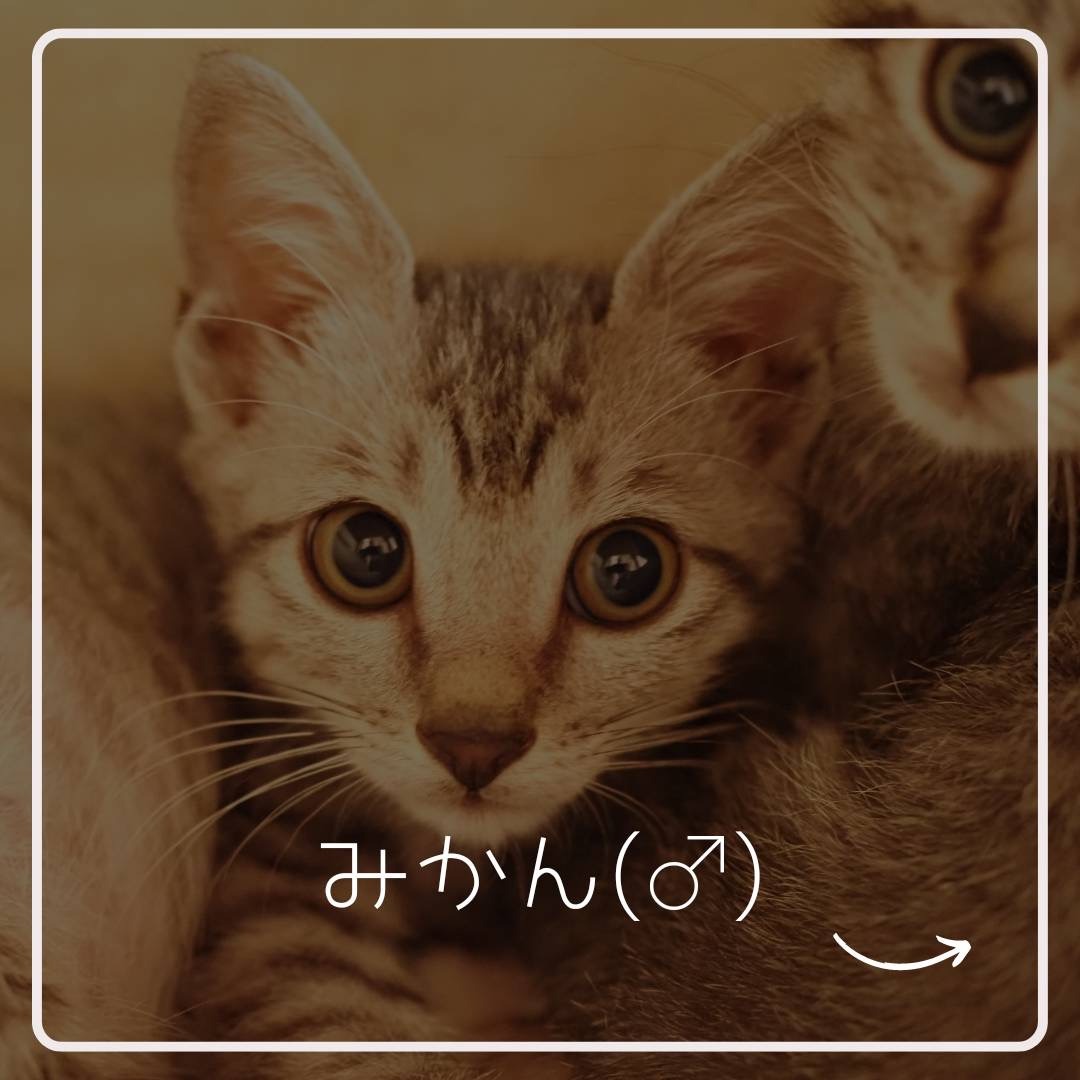 FC23373～23375（かぼす・ゆず・みかん）