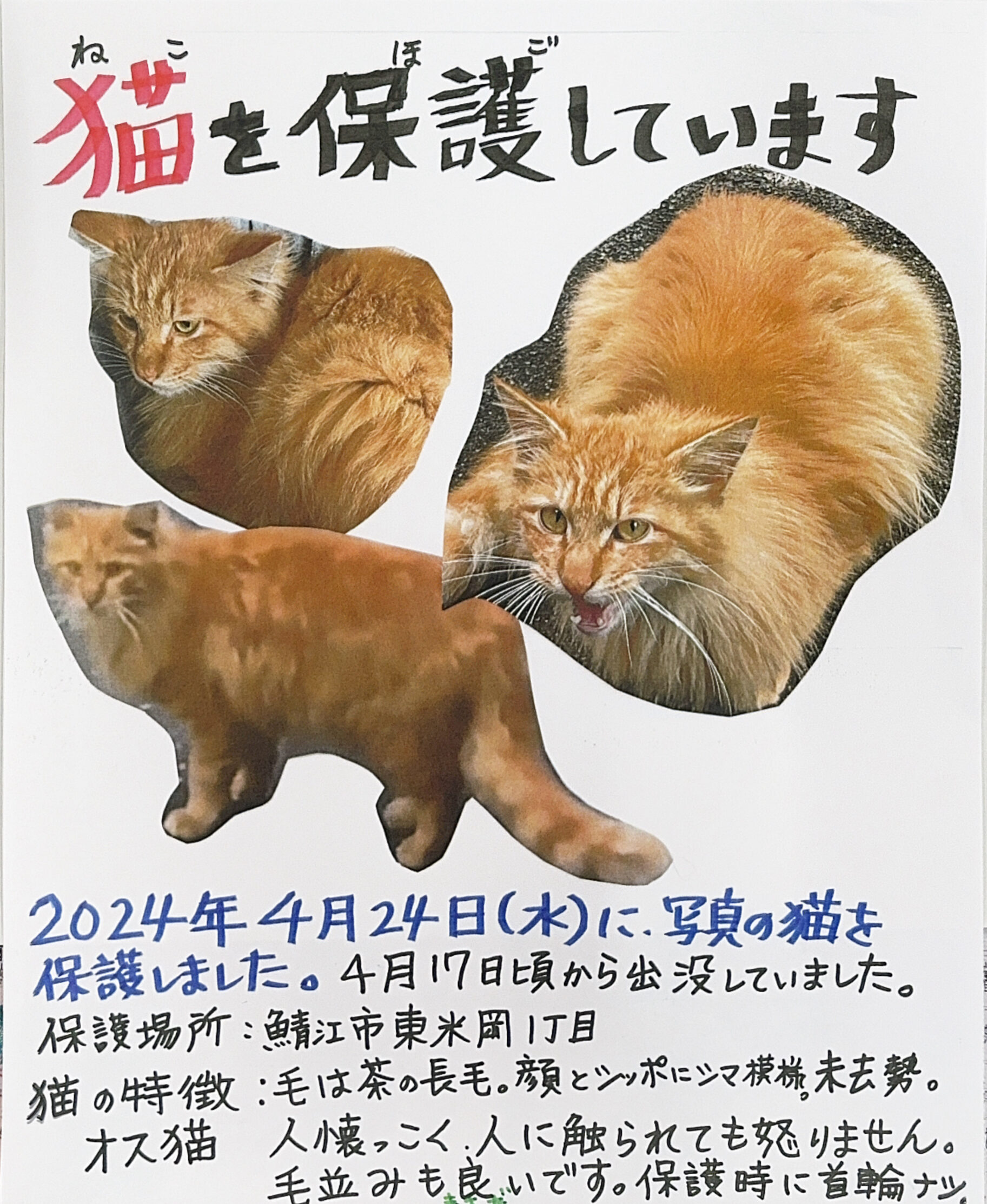 迷い猫を保護しています（鯖江市）No.6T-4-30