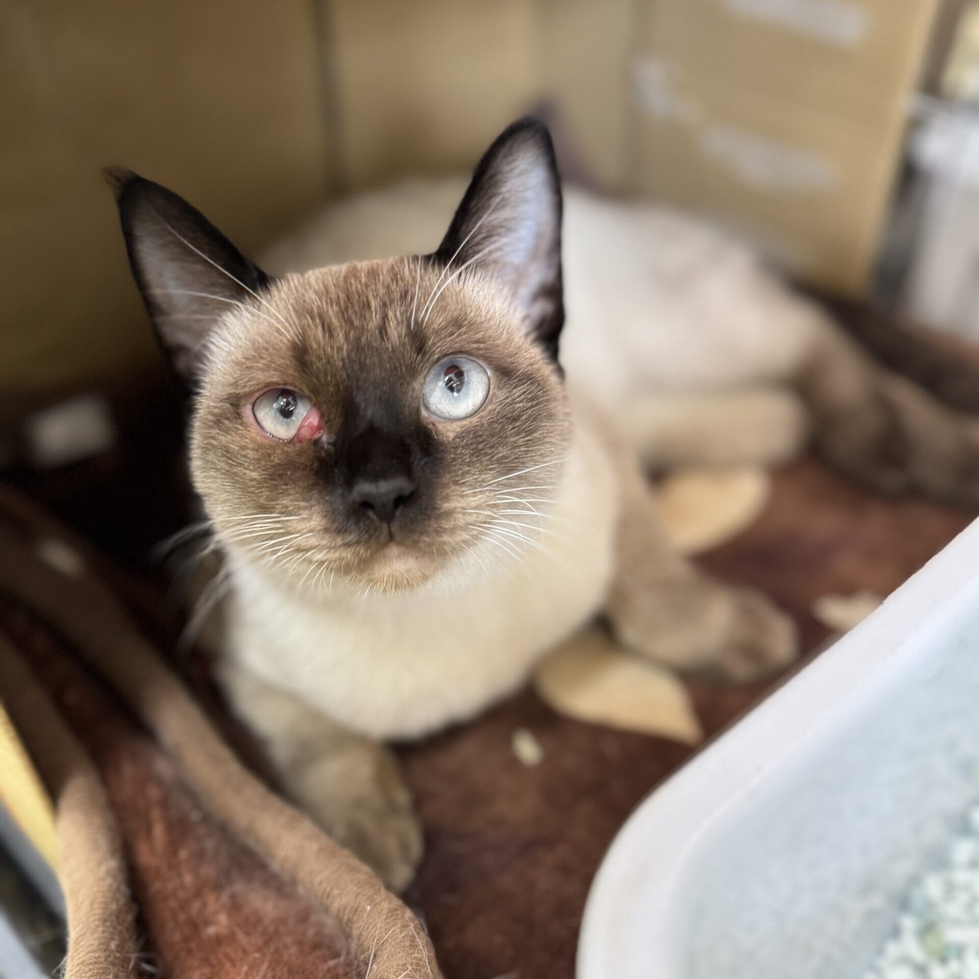 スワロフスキー　猫　シャムネコ　シャム猫　しゃむねこ 総合リサイクルショップ RecycleGallery NEWS / スワロフスキー