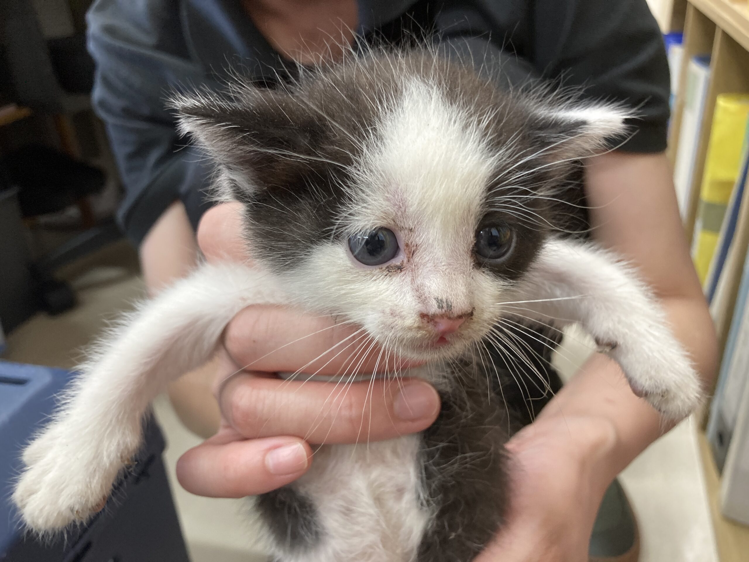 譲渡できる動物 アーカイブ - ふくい動物愛護管理支援センター協会