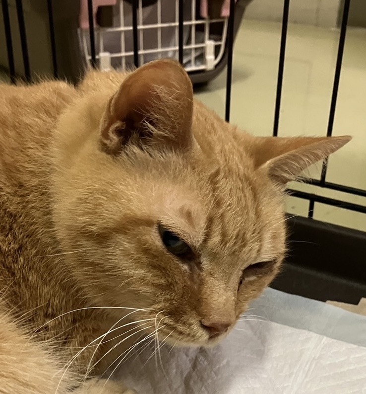 SC25008　イチゴ柄のピンクの首輪を付けた成猫を保護しています（敦賀市）