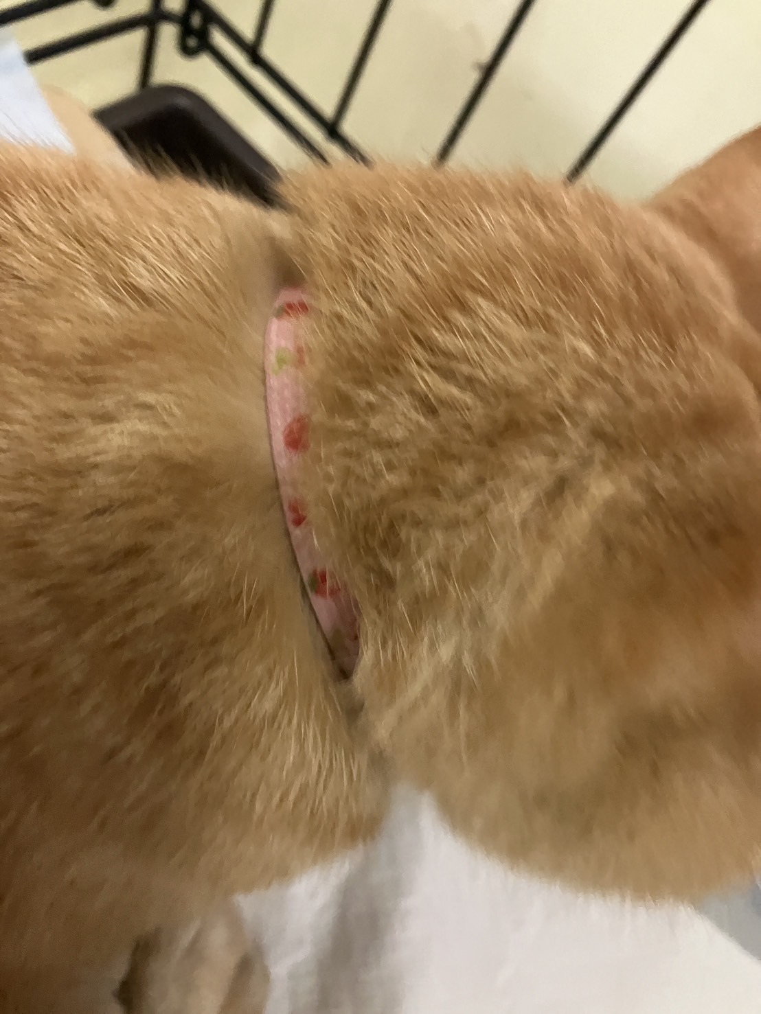 SC25008　イチゴ柄のピンクの首輪を付けた成猫を保護しています（敦賀市）