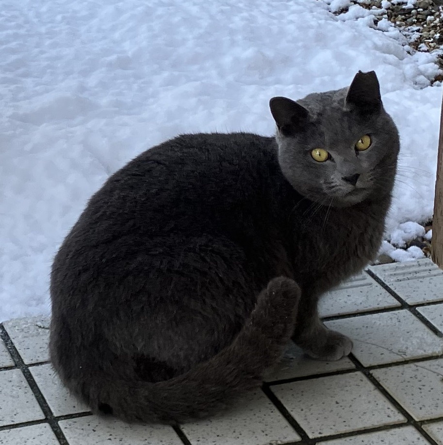 迷い猫がいます。（あわら市舟津）No.7S-5-1