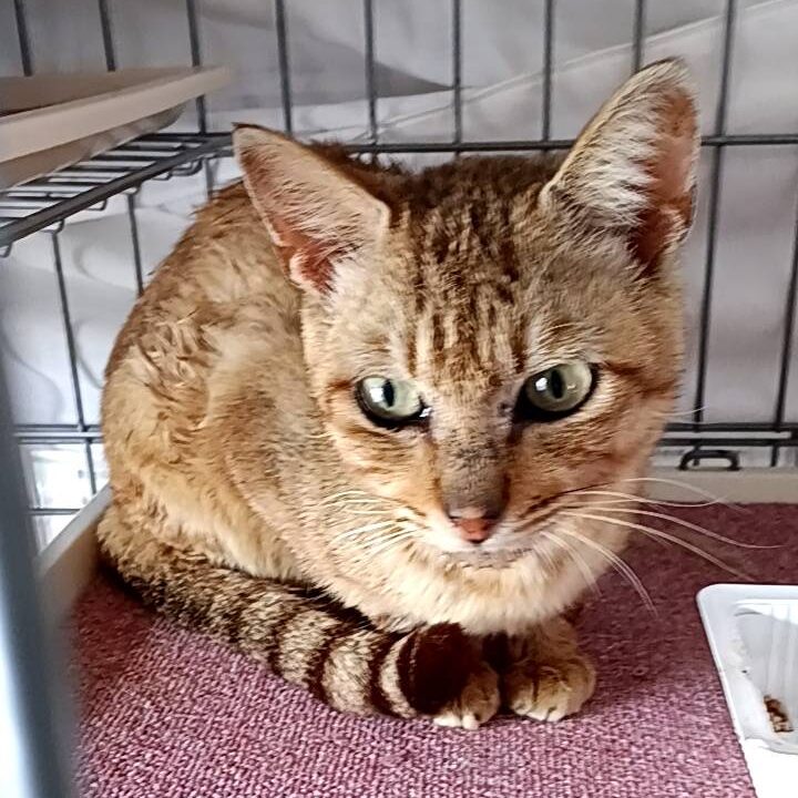 迷い猫を保護しています。（勝山市村岡町）No.7O-5-28-②
