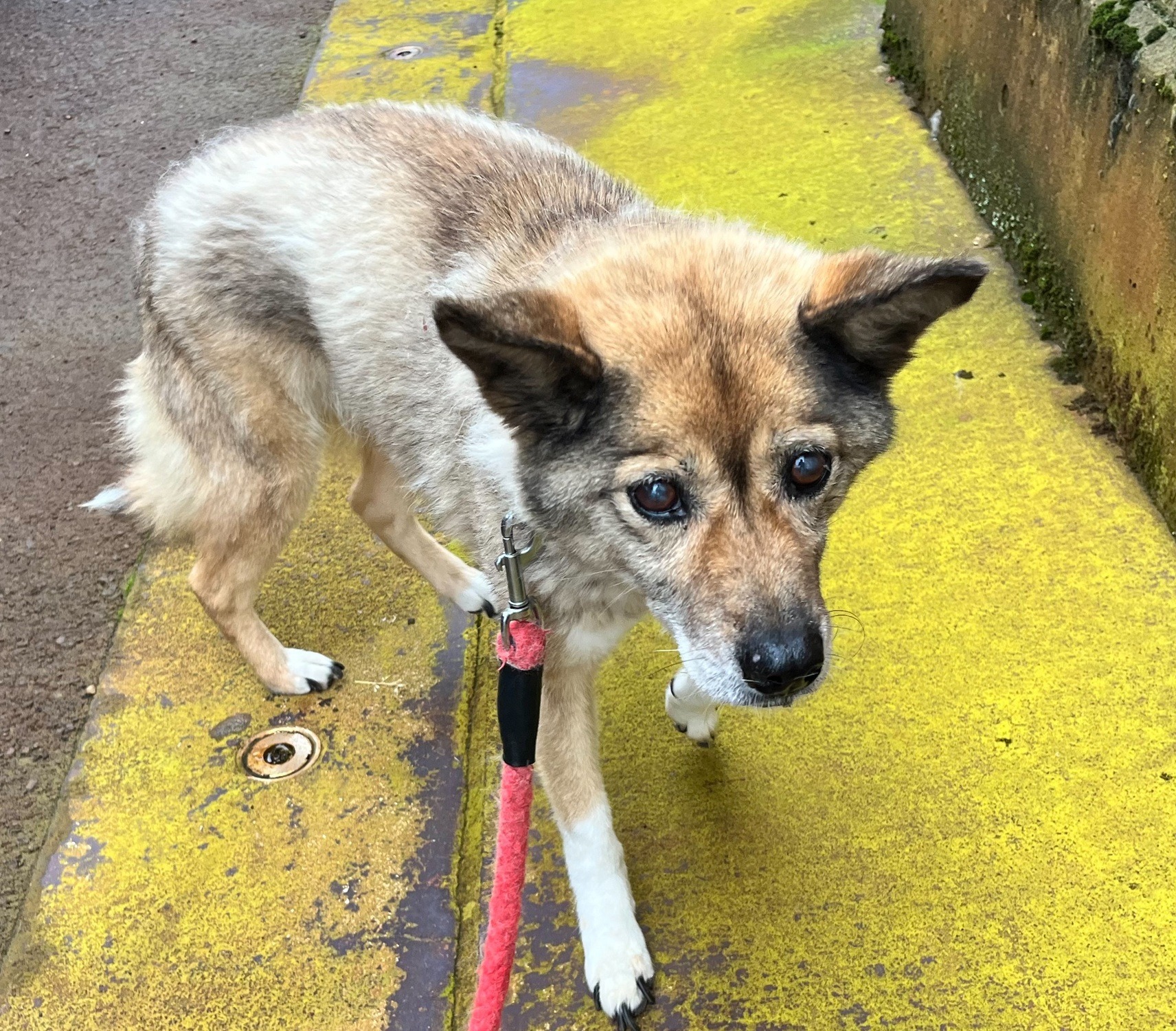 HD25093  首輪を付けた犬を保護しています！（越前町）