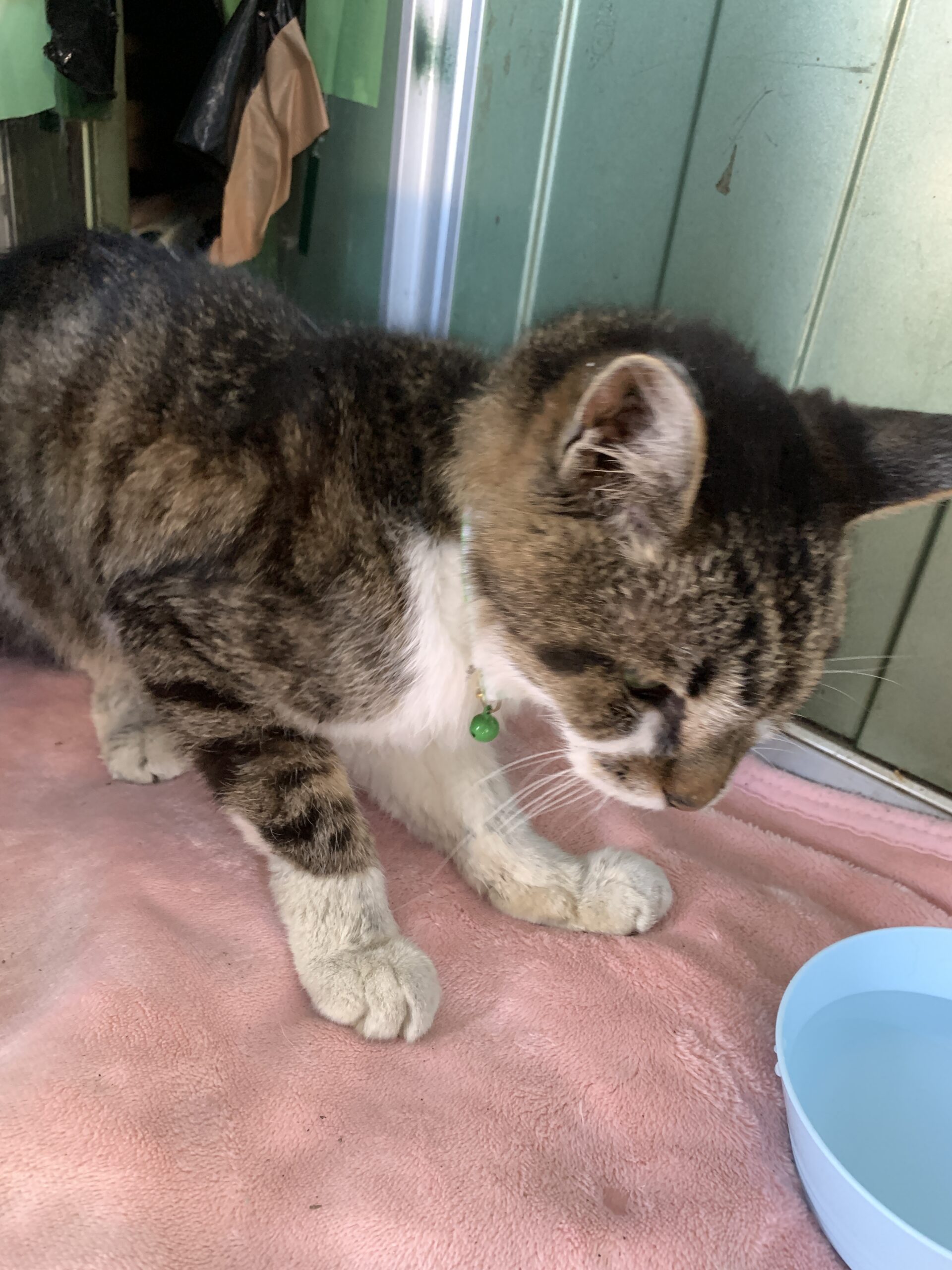 首輪をした迷い猫を保護しています（坂井市）No.7S-6-10