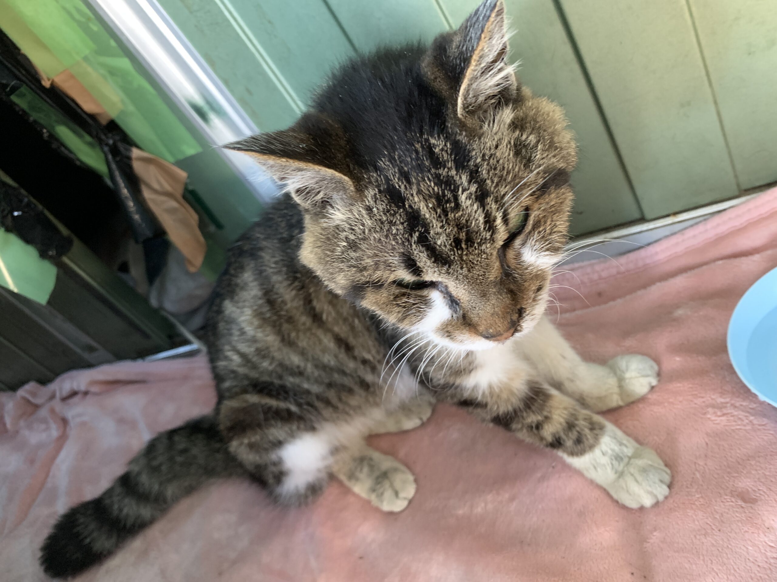 首輪をした迷い猫を保護しています（坂井市）No.7S-6-10