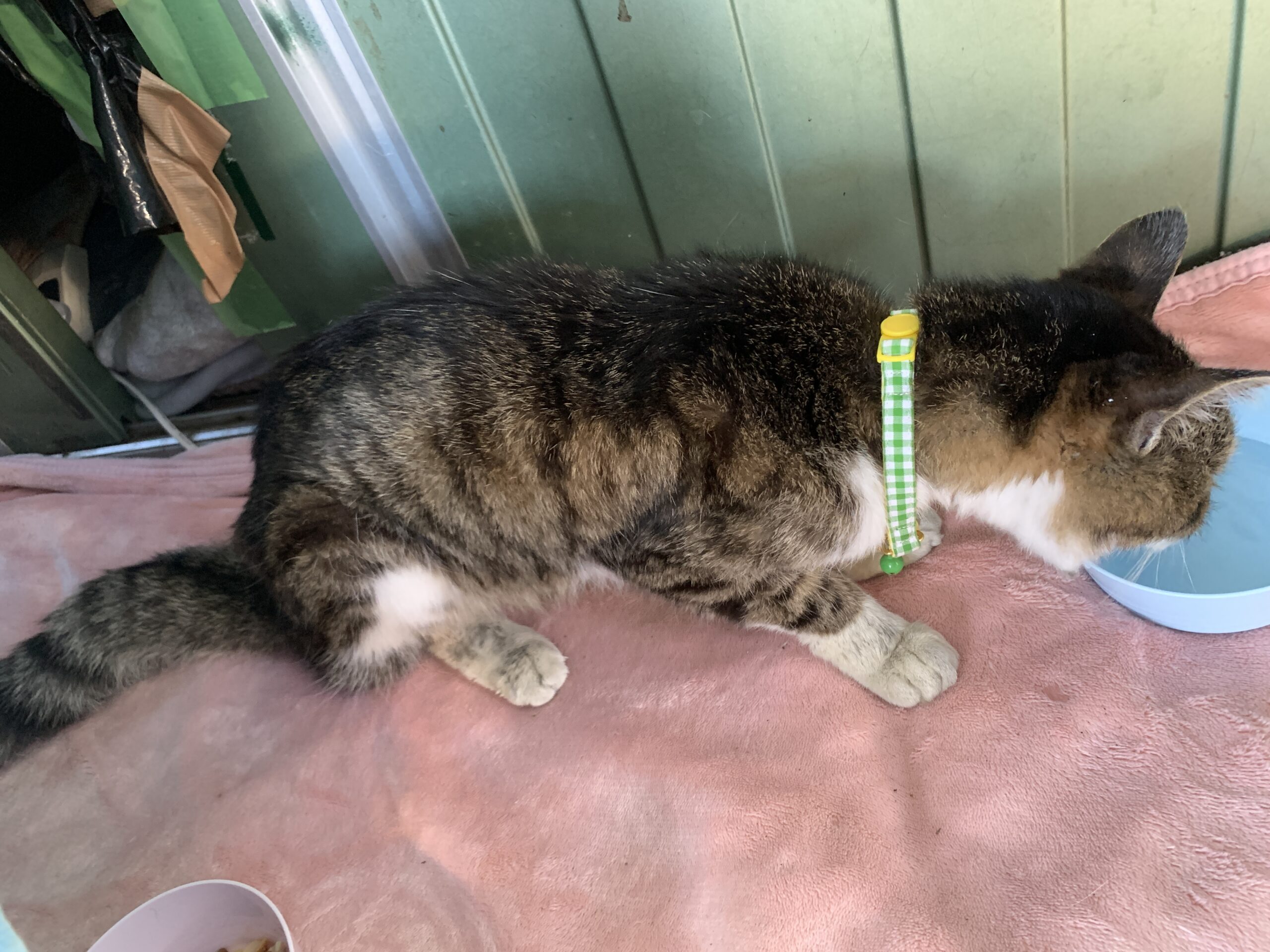 首輪をした迷い猫を保護しています（坂井市）No.7S-6-10
