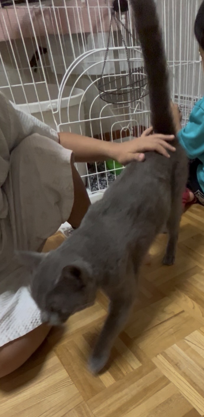 迷い猫を保護しています。（福井市開発）No.7F-6-2