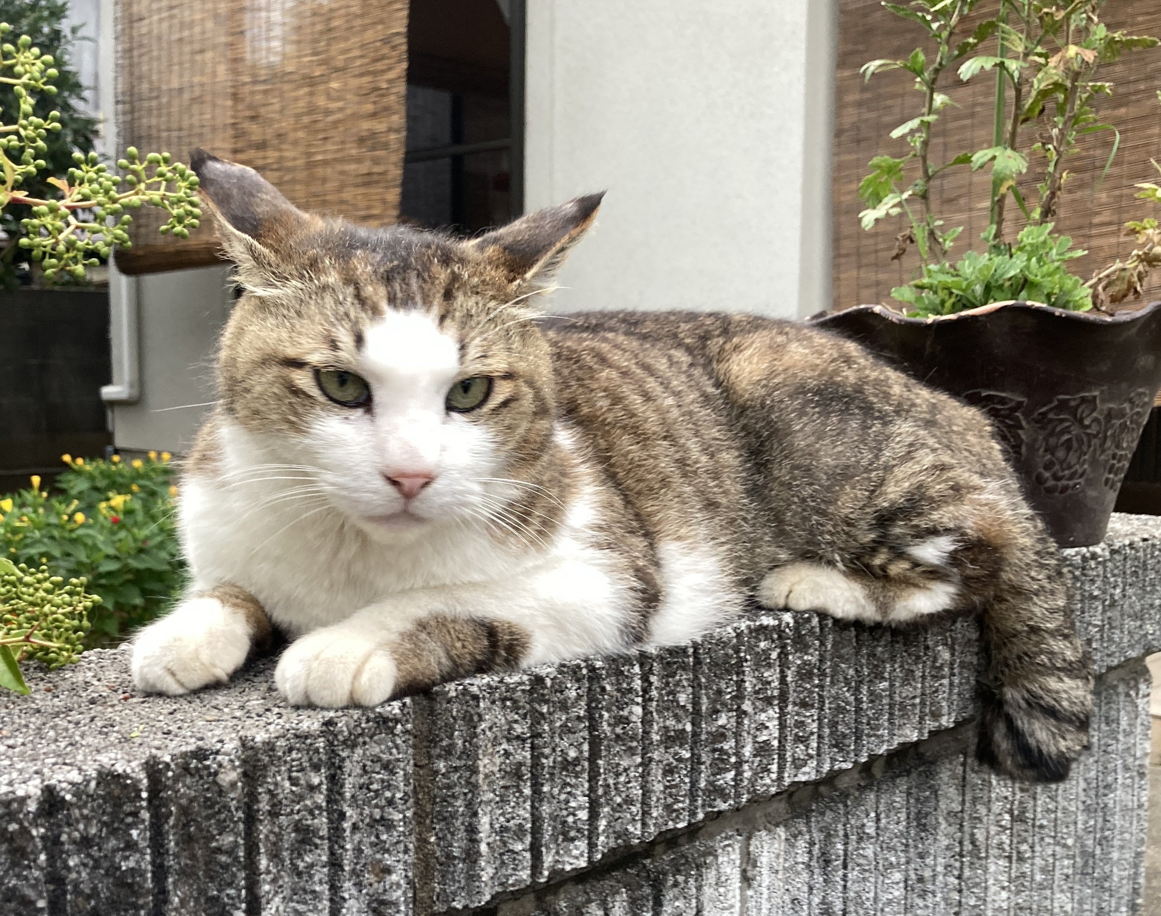 迷い猫がいます。（福井市種池町）No.7F-10