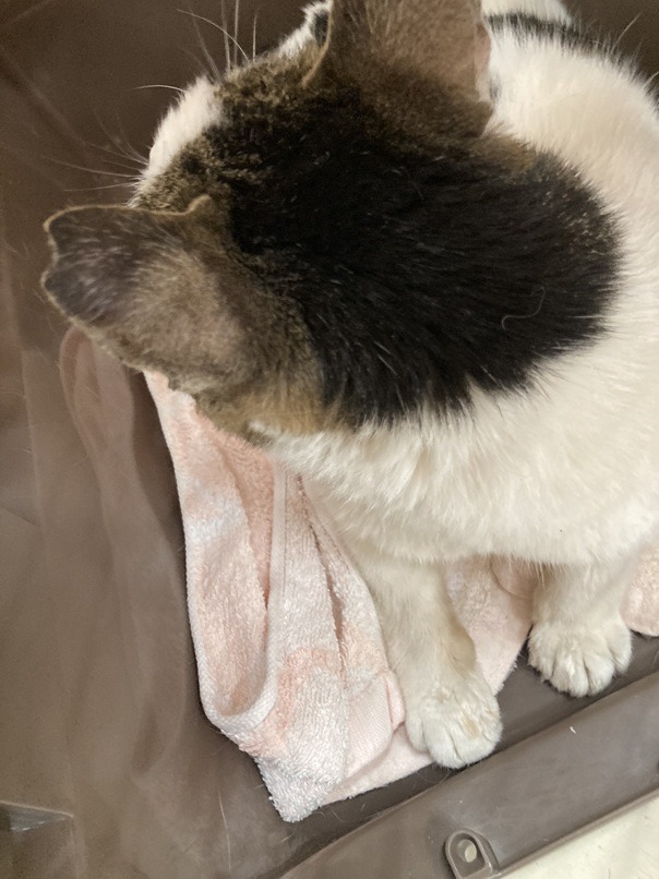 FC25157　耳カットのある成猫を保護しています（福井市）