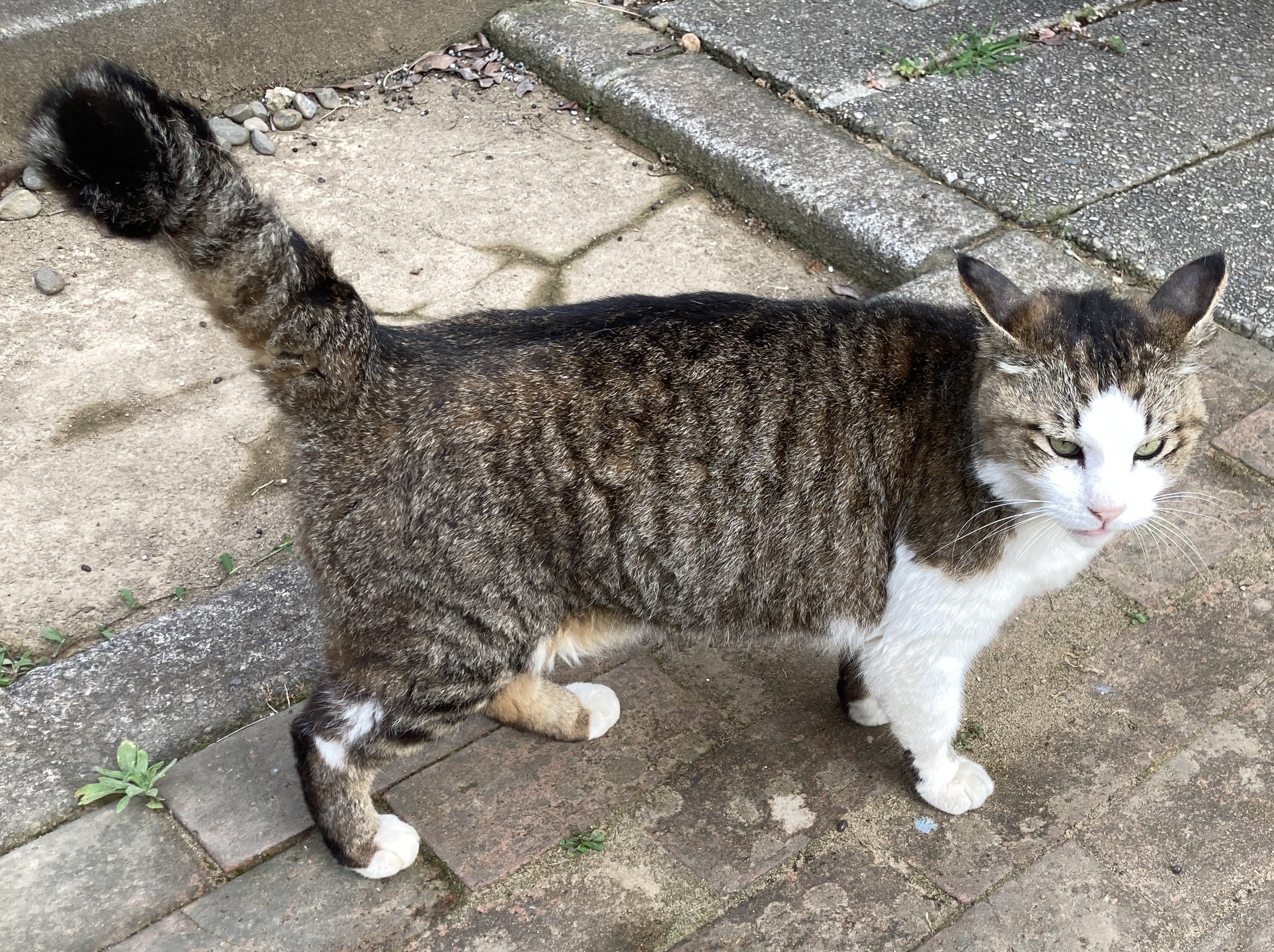 迷い猫がいます。（福井市種池町）No.7F-10