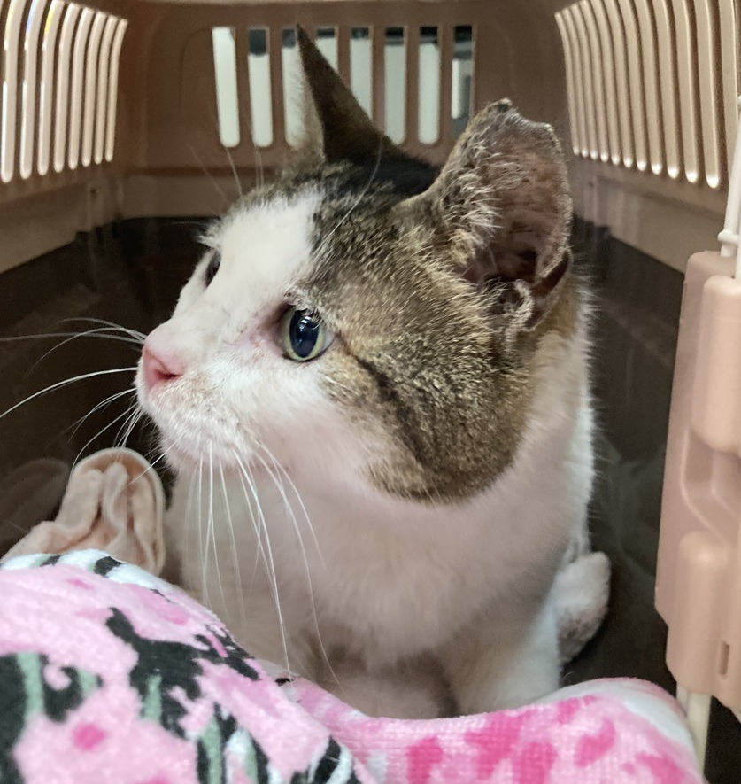 FC25157　耳カットのある成猫を保護しています（福井市）