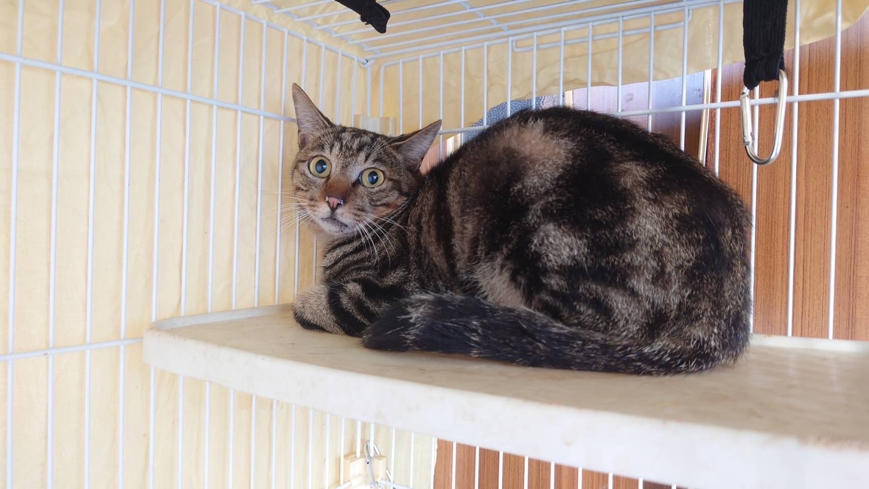 迷い猫を保護しています。（鯖江市）No.7T-9-30