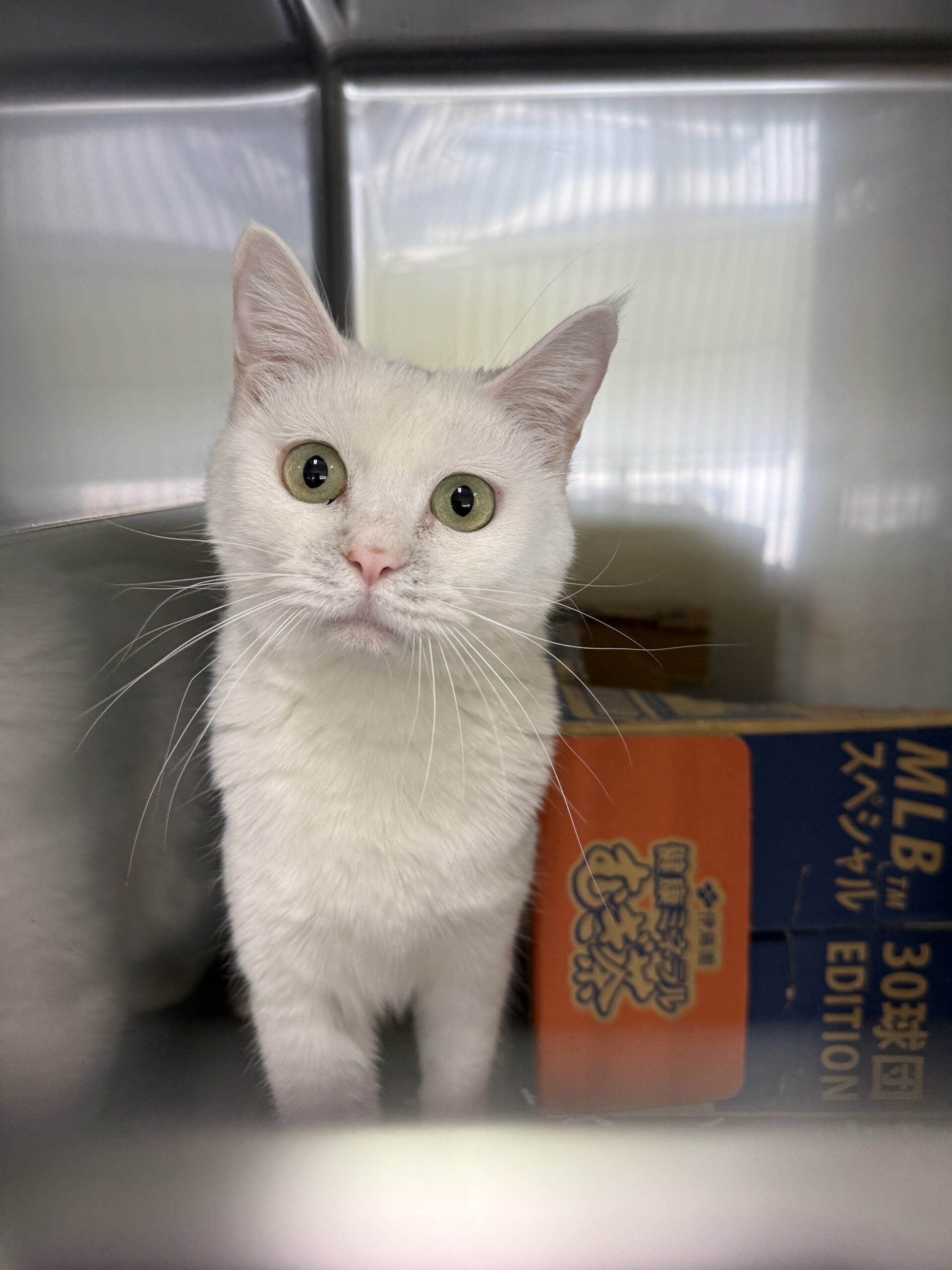 HC24464(よもぎ ごまちゃん)