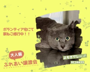 HC24433(よもぎグレー)