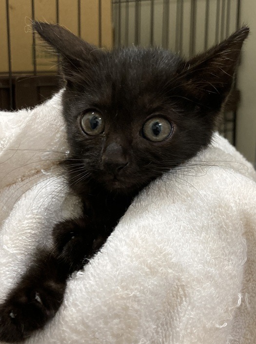 HC25278～25282(柳町2)★