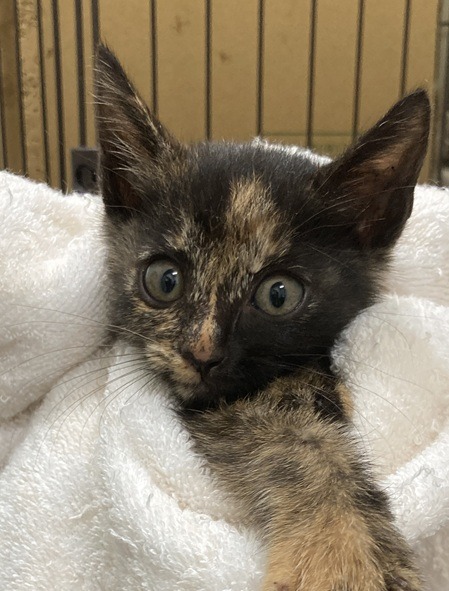 HC25278～25282(柳町2)★