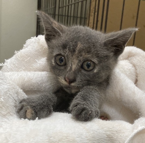 HC25278～25282(柳町2)★