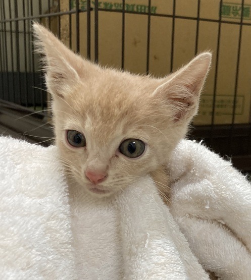 HC25278～25282(柳町2)★