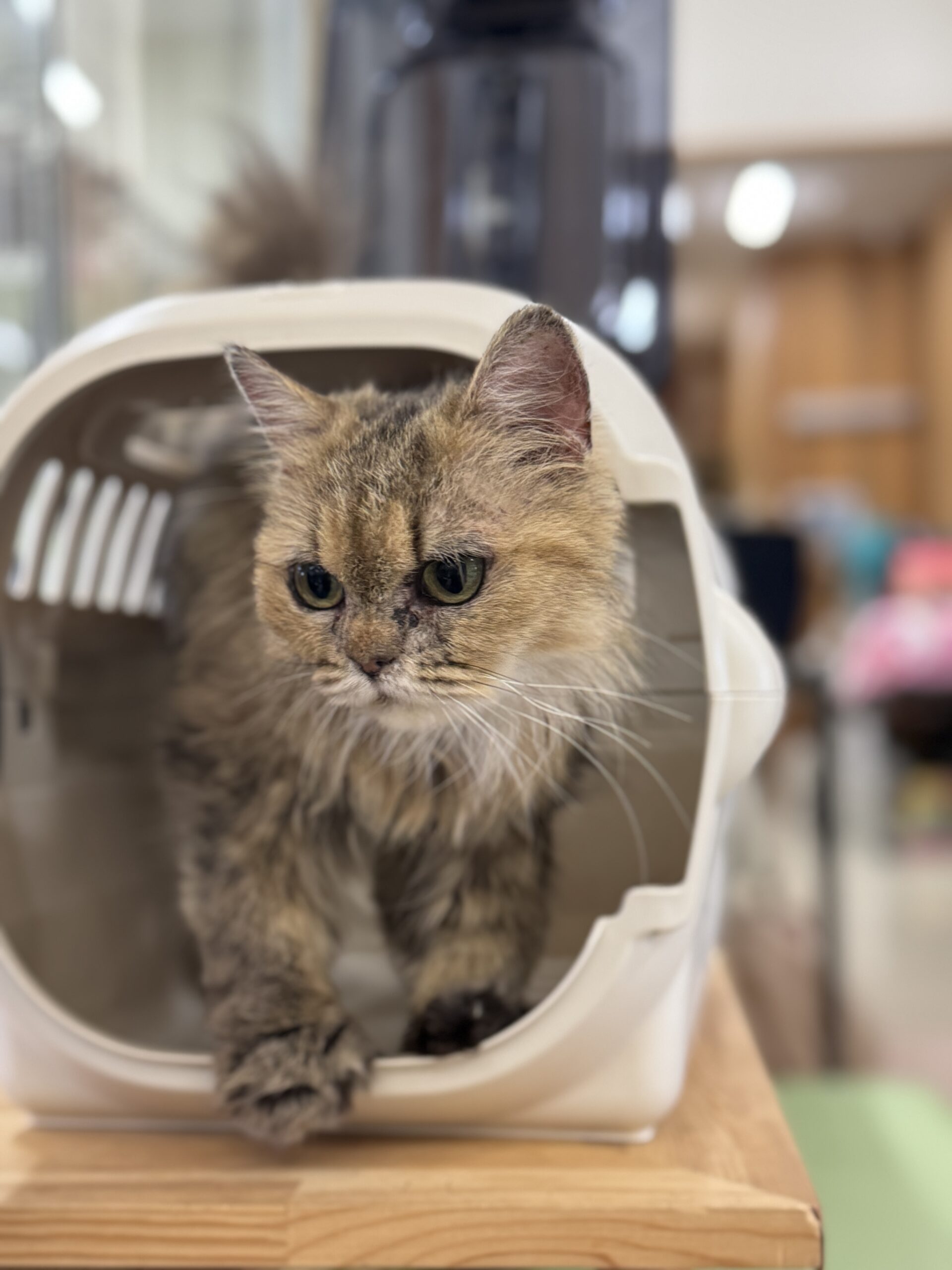 HC25293（越前町）人慣れした長毛猫を保護しています！