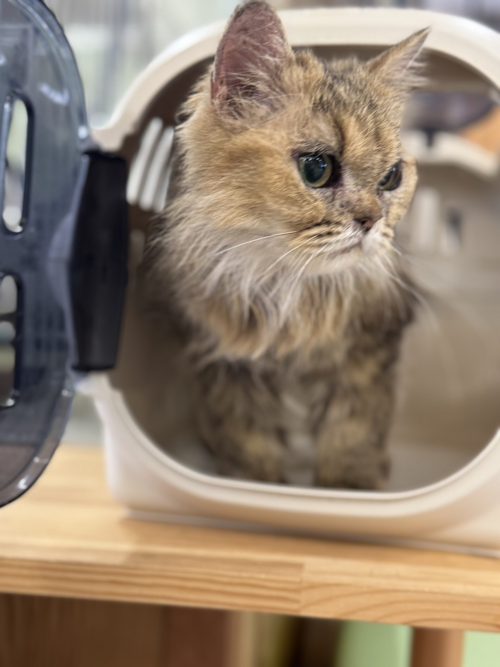 HC25293（越前町）人慣れした長毛猫を保護しています！