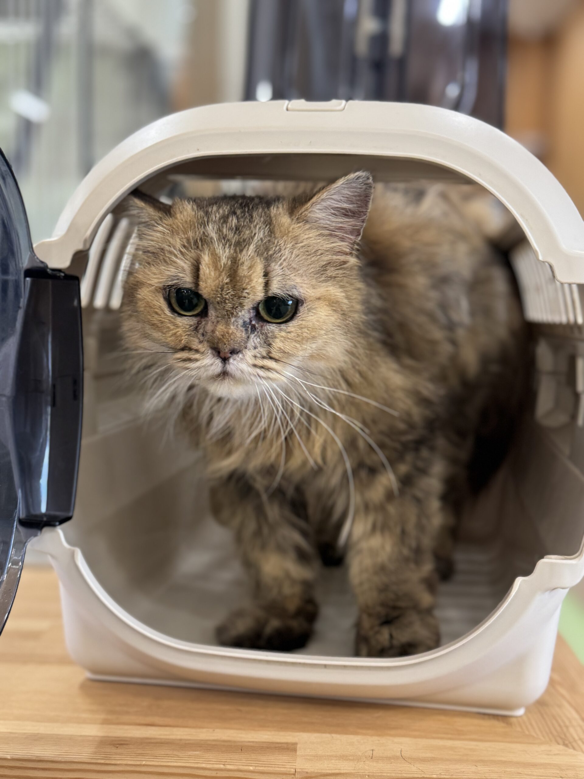 HC25293（越前町）人慣れした長毛猫を保護しています！