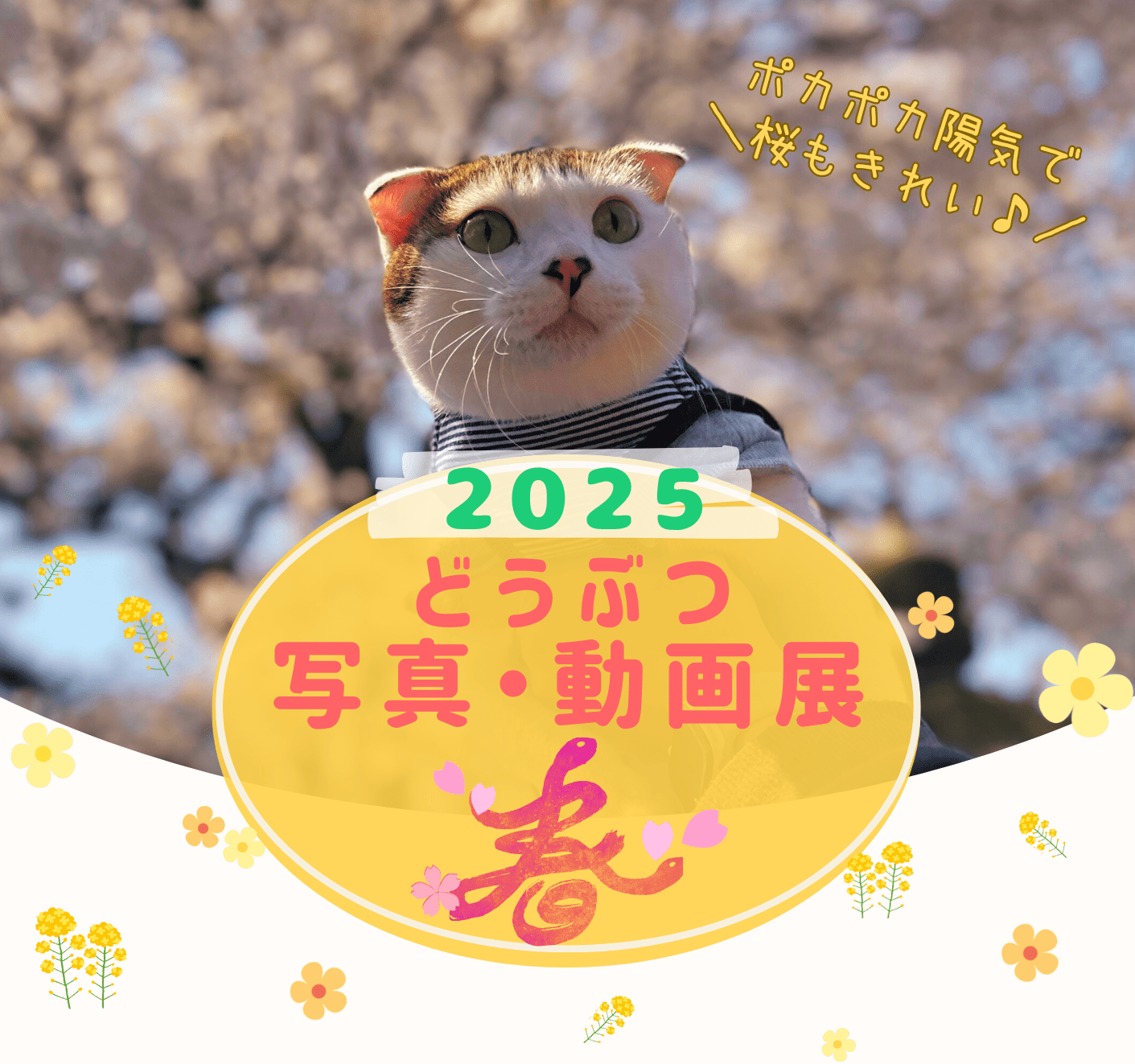 お待たせしました！2025年 どうぶつ写真・動画展「春 」の投稿作品を 