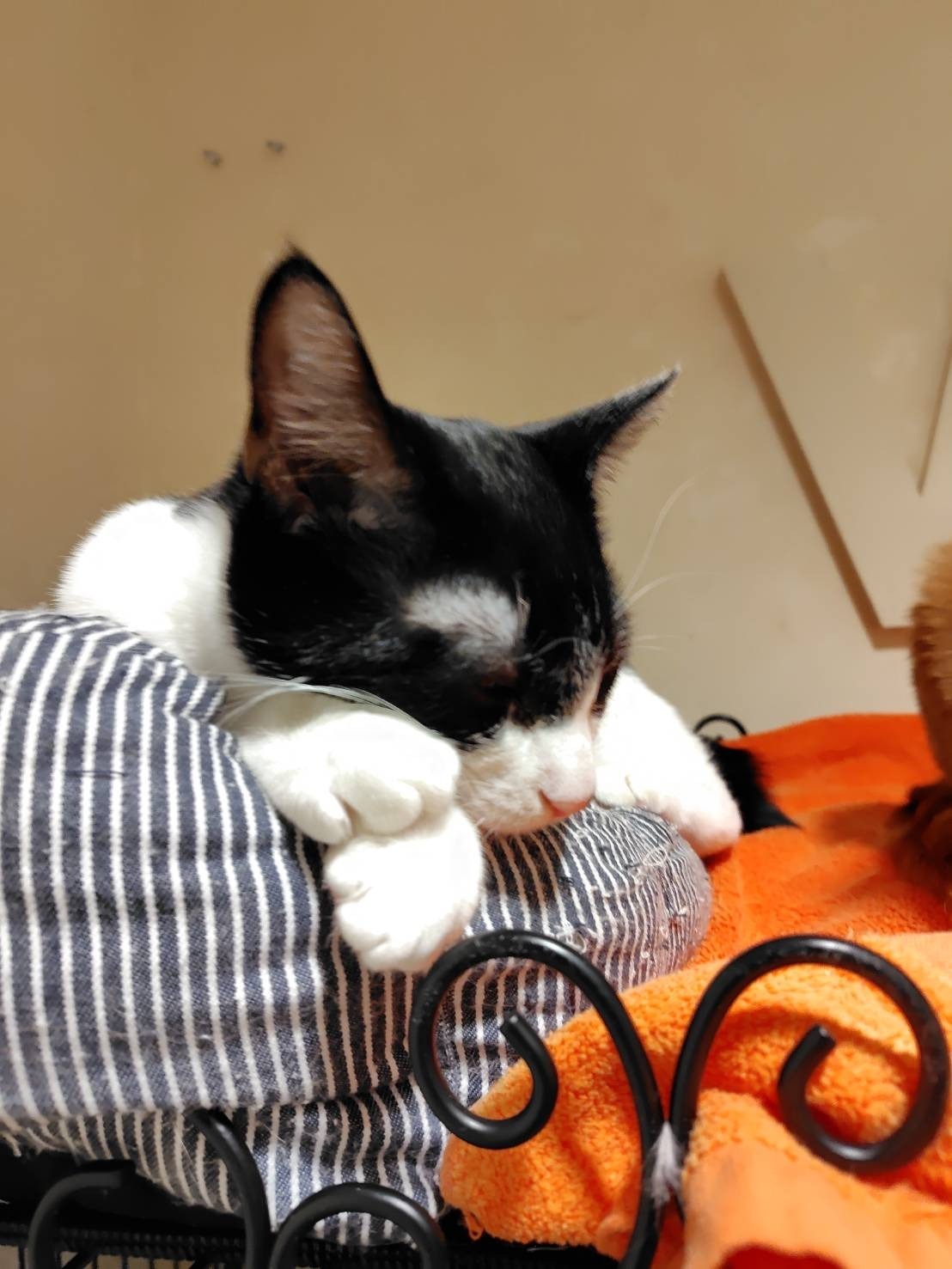 HC25145 (運動公園)