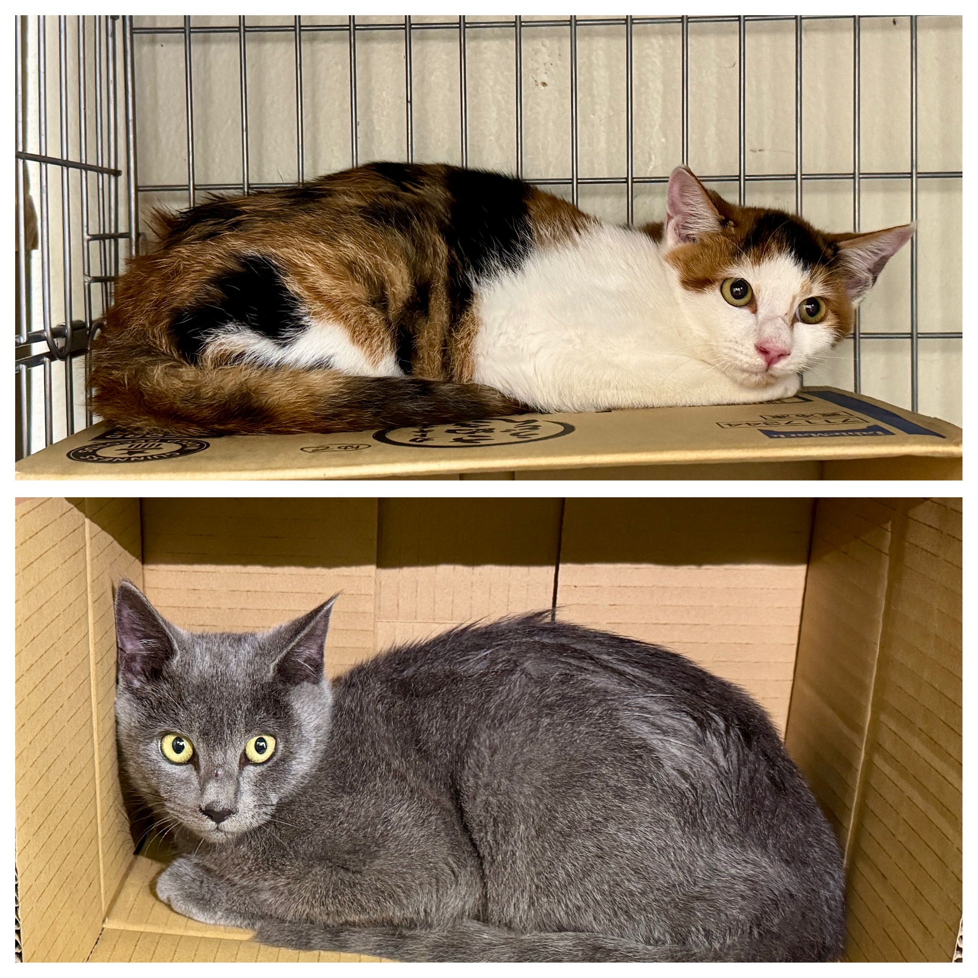 HC25378・25379（永平寺町）