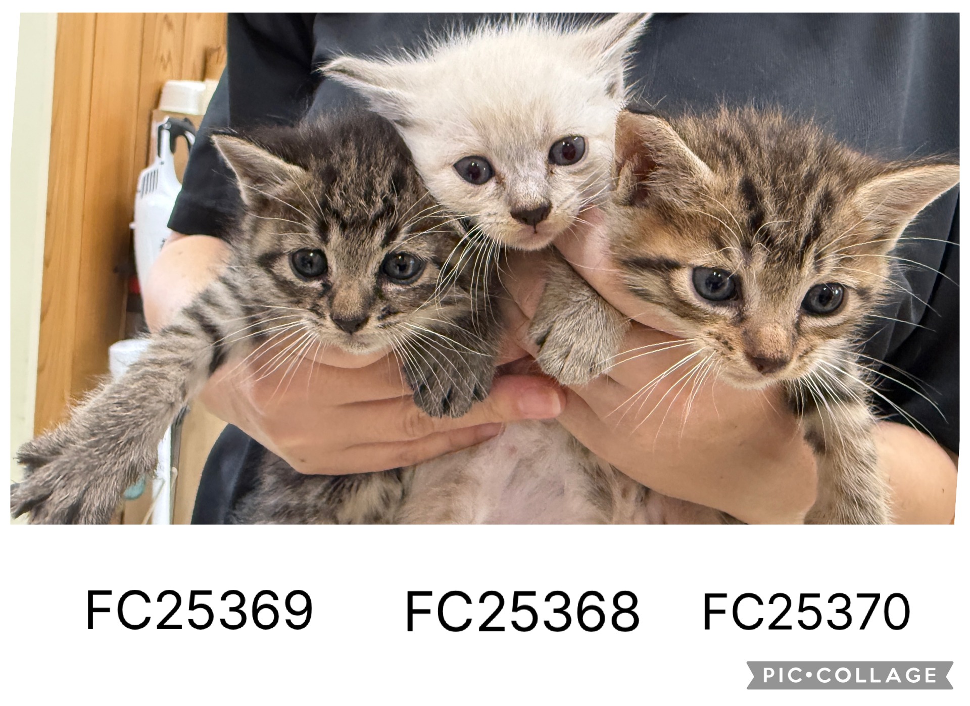 FC25368~FC25370(上森田)★