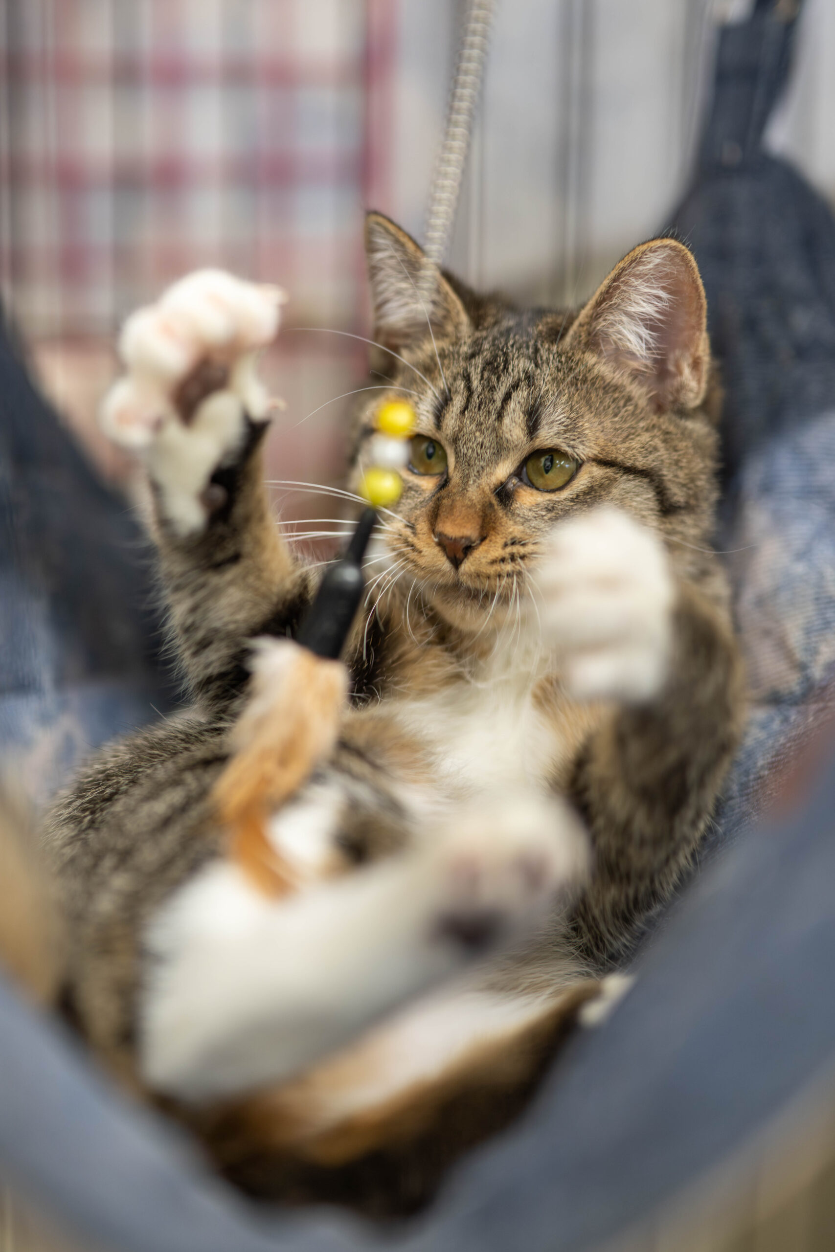 FC25319.25320.25330.25331(川合鷲塚)