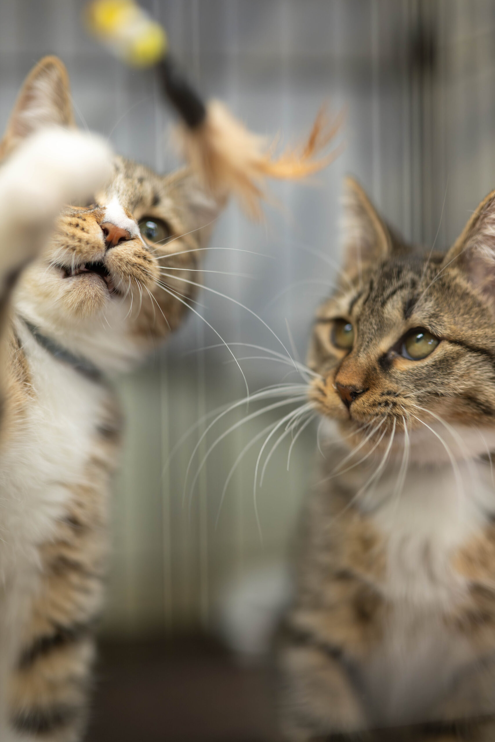 FC25319.25320.25330.25331(川合鷲塚)