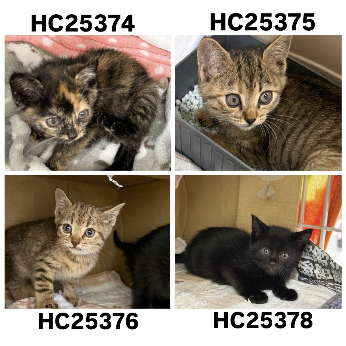 HC25374∼25377(上河端)★