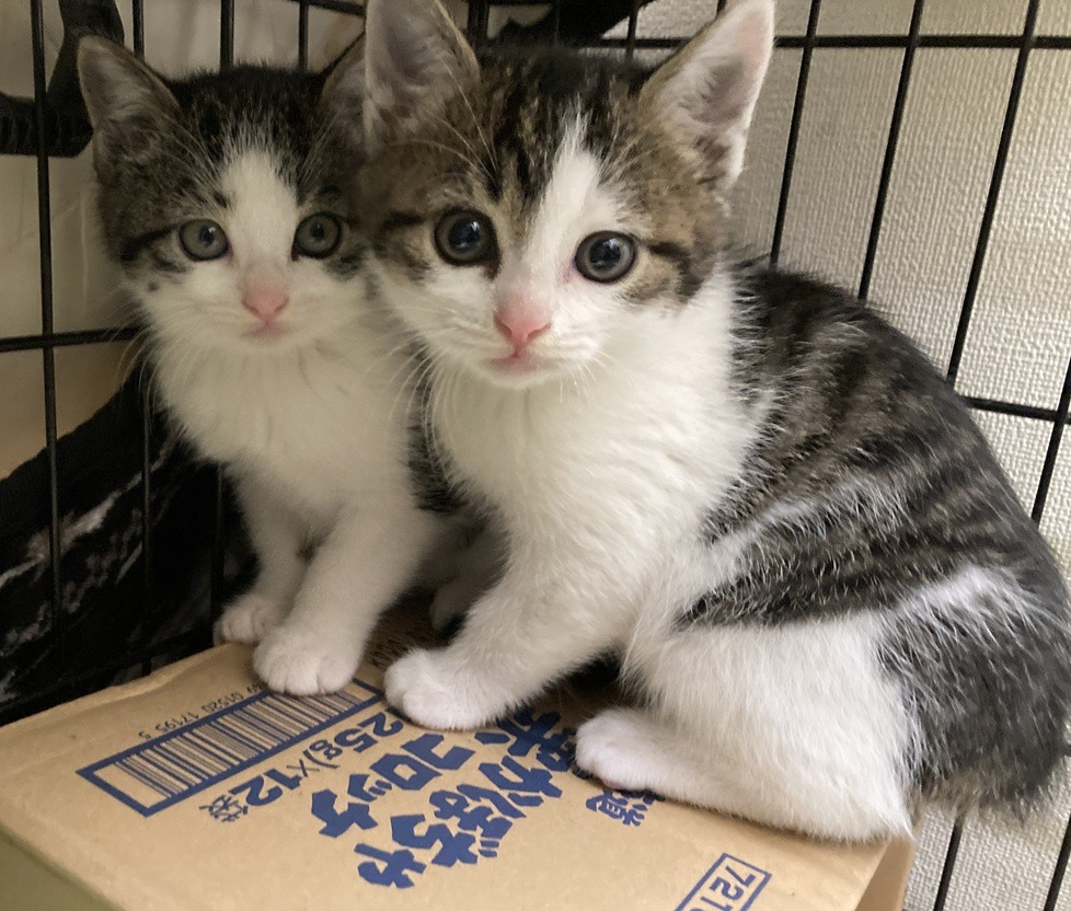 FC25390.25391(和田中)