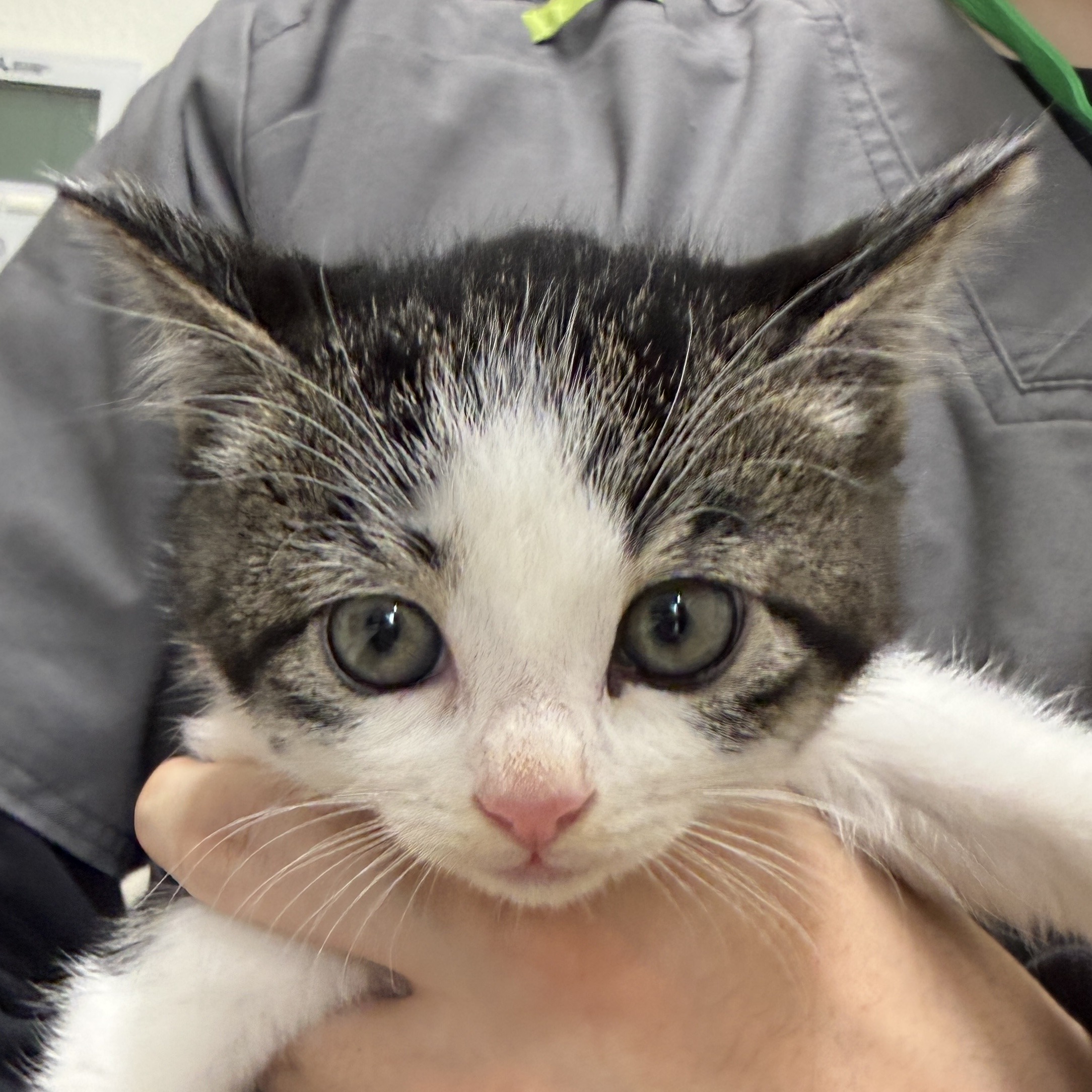 FC25390・25391（福井市）