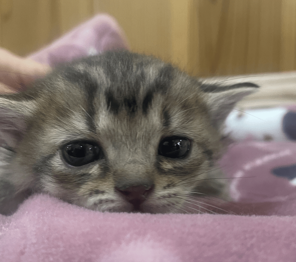 FC25402~25405(福井市)