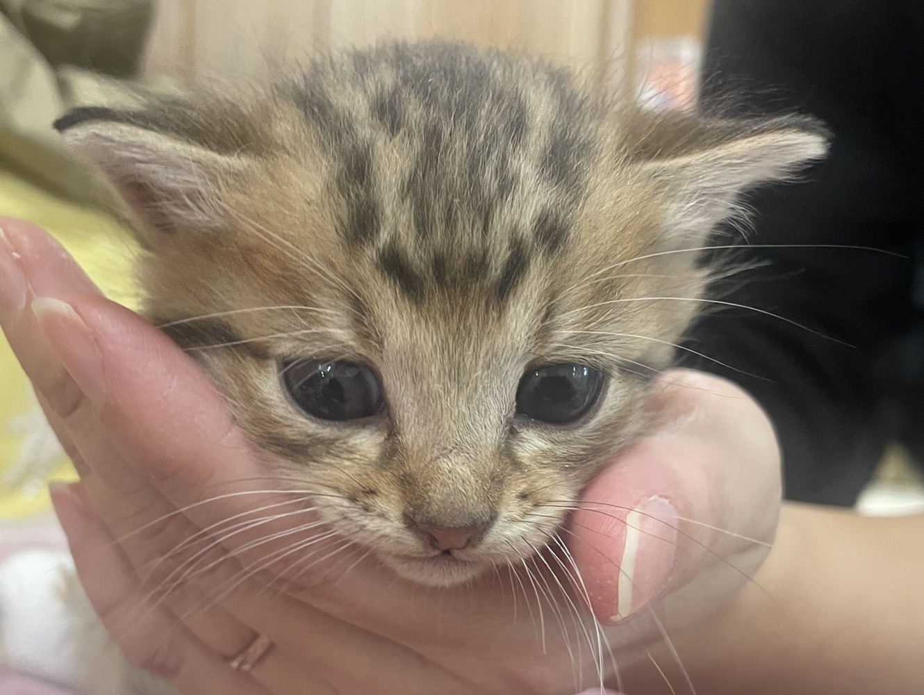 FC25402~25405(福井市)